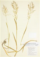 藏品(沿溝草)的圖片